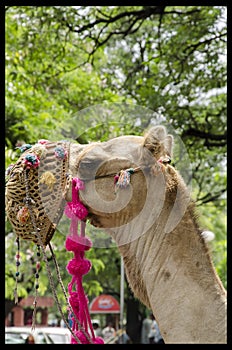 Indian Camel