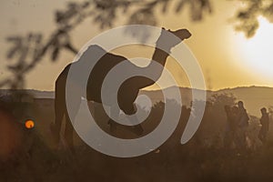 Indian camel in the gold light.