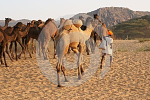 Indian Camel Herder