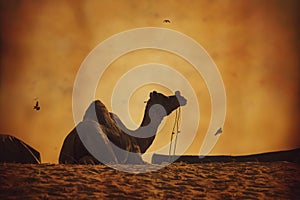 Indian camel silhouette in dunes of Pushkar desert on sunset