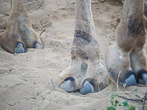 Indian Camel toe hairy close up picture