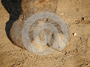 Indian Camel toe hairy close up picture