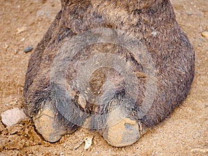 Indian Camel toe hairy close up picture