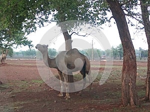 Indian camel under the tree