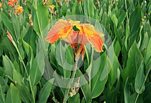 Indian Canna (Canna indica L.) photo