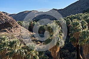 Indian Canyon, Palm Springs, California photo