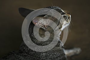 Indian cat closeup face image, Black and white Indian cat with Beautiful Yellow eyes side pose seating with relaxing mood, close