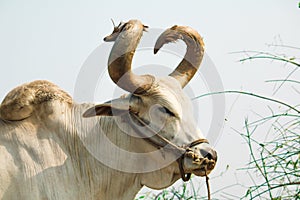 Indian cattle in the farm pasture,indian ox selective focus,ox on a farm eating grass, oxcart of ox