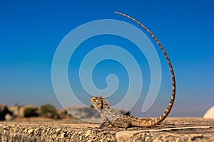 Indian chameleon blue sky