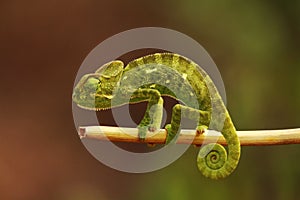 Indian Chameleon, Chamaeleo zeylanicus, Bandipur National Park, Karnataka, India