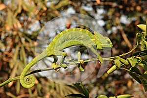 Indian Chameleon
