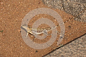 Indian chameleon - reptiles of India - close-up - macro