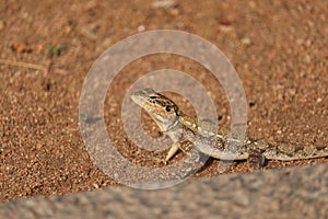 Indian chameleon - reptiles of India - close-up - macro