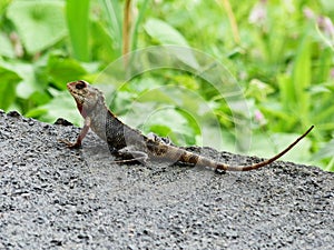 Indian Chameleons