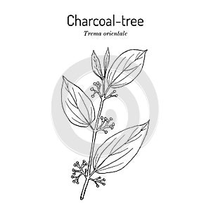 Indian charcoal-tree, or pigeon wood Trema orientale , medicinal plant