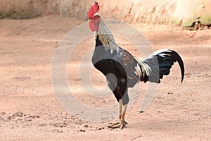 Indian chicken or cook  on out door