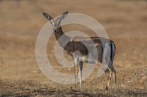 Indian Chinkara