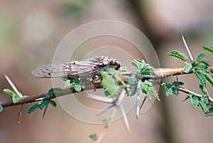 Indian Cicada Insect on thorny tree