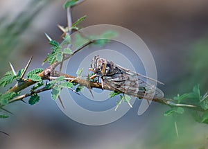 Indian Cicada Insect on thorny tree branch