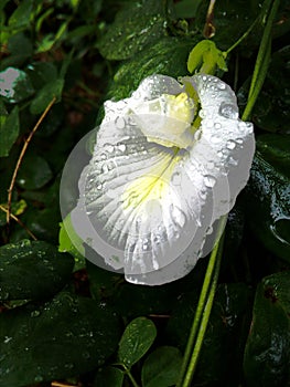 Indian Clitoria ternatea, Gokarna white flower.