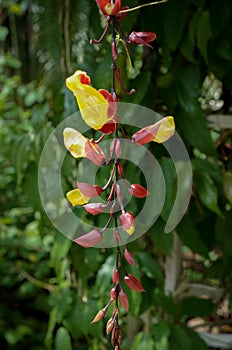 Indian clock vine, Thunbergia mysorensis