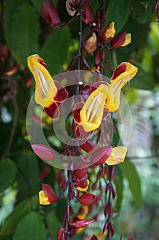 Indian clock vine, Thunbergia mysorensis