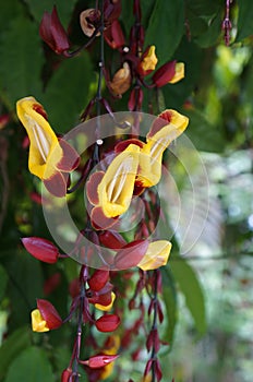 Indian clock vine, Thunbergia mysorensis photo
