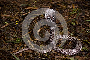 Indian Cobra snake photo