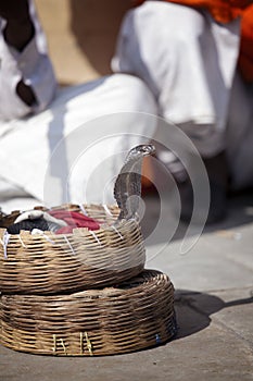 Indian cobra looking out of the basket fakir photo