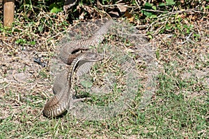 An Indian cobra Naja naja, coming out from the jungle during the day