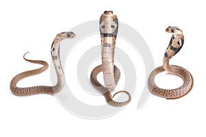Indian cobra, Naja naja photo