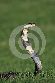 Indian Cobra, naja naja, Venemous Specy