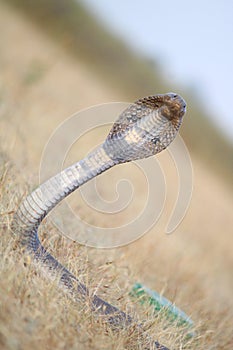 It is indian cobra snake found in maharastra state in light black colour