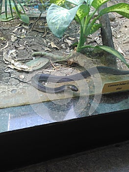 Indian Cobra Snake in the Glass Enclosure