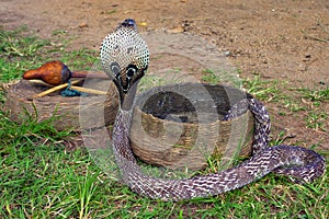 Indian Cobra photo