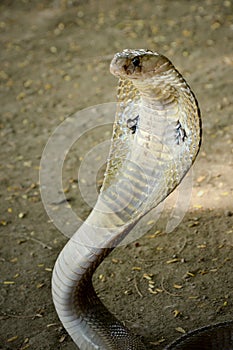 Indian cobra venom snake beautiful wallpaper .