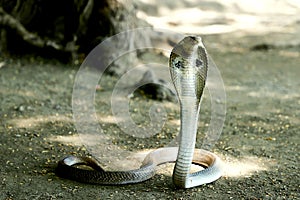 Indian cobra venom snake beautiful wallpaper .