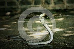 Indian cobra venom snake beautiful wallpaper .