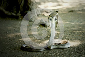 Indian cobra venom snake wallpaper