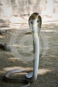 Indian cobra venom snake wallpaper photo