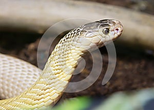 Indian Cobra (white form)