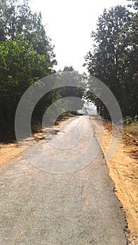 An Indian cocha road between the forest photo