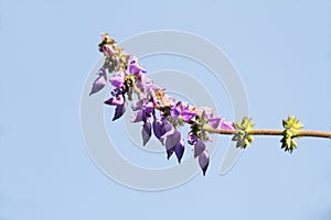 Indian Coleus, Plectranthus barbatus, Coleus forskohlii,  flower