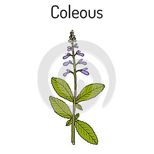 Indian coleus Plectranthus barbatus , or forskohlii. medicinal plant