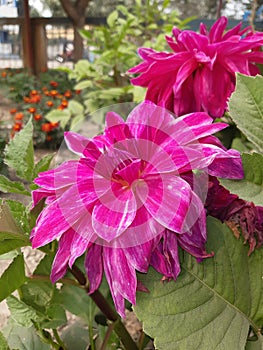 Indian colorful dalia in winter season