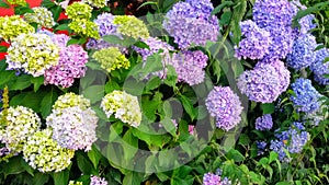 Indian colorful flowers , New Manali , Kullu,Himachal Pradesh