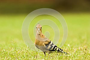 Indian commin hoopoe