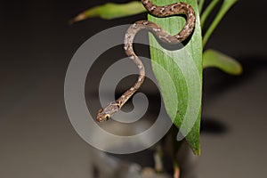 Indian Common Cat Snake