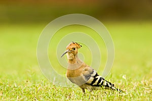 Indian commin hoopoe
