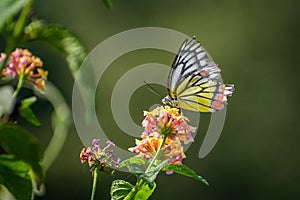 Indian Common Jezebel butterfly sitting on flower